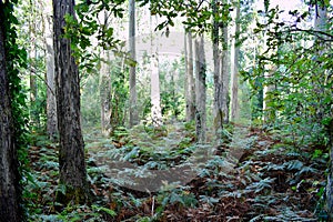 The Souto da Retorta, also known as the Chavin eucalyptus, in Vivero, Galicia. Spain. photo