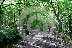 The Souto da Retorta, also known as the Chavin eucalyptus, in Vivero, Galicia. Spain. photo