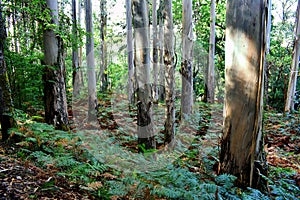 The Souto da Retorta, also known as the ChavÃÂ­n eucalyptus, in Vivero, Galicia. Spain. photo