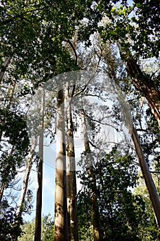 The Souto da Retorta, also known as the ChavÃÂ­n eucalyptus, in Vivero, Galicia. Spain. photo
