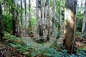 The Souto da Retorta, also known as the ChavÃ­n eucalyptus, in Vivero, Galicia. Spain.