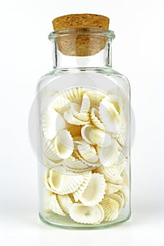 Souvenir bottle with cockle shells isolated on a white background