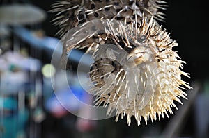 Souvenir Puffer Fish Hanging at a Stall