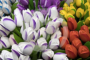 the Souvenirs at Bloemenmarkt - floating flower market on Singel Canal. Amsterdam. Netherlands