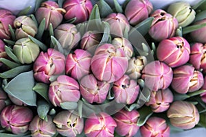 the Souvenirs at Bloemenmarkt - floating flower market on Singel Canal. Amsterdam. Netherlands