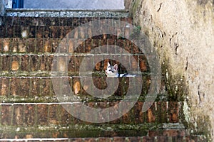 Sovana (Tuscany), cat