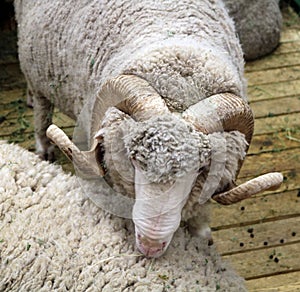 Soviet merino sheep is a hoofed mammal