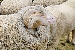 Soviet merino sheep is a hoofed mammal