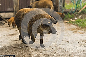 Sow brown-haired Mangalica pig with piglets outside organic farm