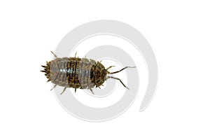 Sow Bug
