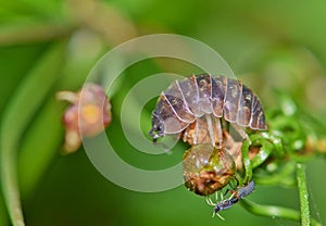 Sow bug with a green foliage background.