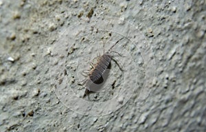 Sow Bug or Woodlouse or Pill Bug crawling on wall