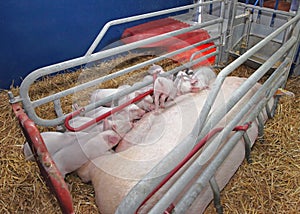 Sow Farrowing Pen