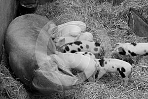 Sow feeding babg piglets