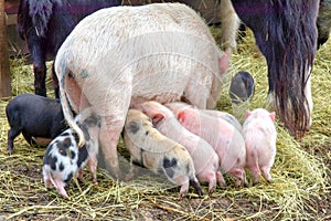 Sow Feeding Piglets