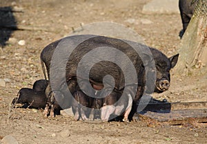 Sow feeding piglets