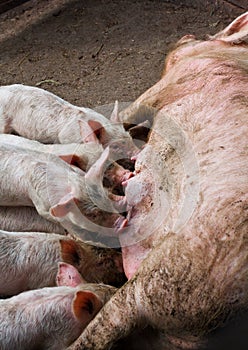 Sow feeding the pigs