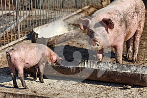 Sow and her little pig eat out of a bowl. Livestock farm