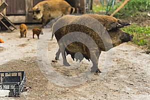 Sow Mangalica pig with piglets outside organic farm