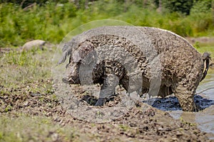 Sow after mud baths. Hungarian mangalica in wet mud. Free range of pigs