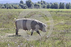 Sow on a pasture