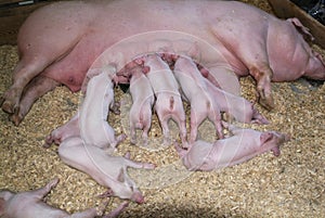 Sow pig with her litter feeding from her