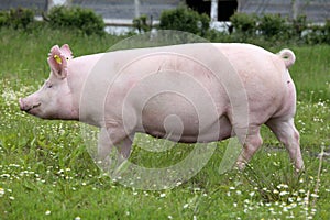 Sow pig runs across summer pasture meadow