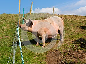 Sow pig standing in a field