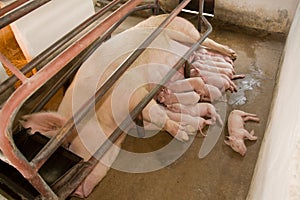 Sow and piglets photo