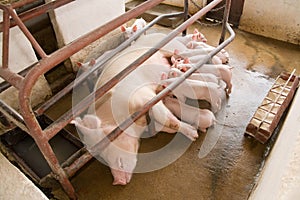Sow and piglets photo