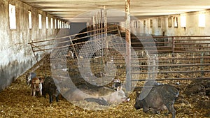 Sow and piglets of domestic pig Sus scrofa domesticus swine, hog in a cote straw profile pink and black, breeding on bio