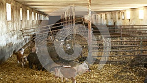 Sow and piglets of domestic pig Sus scrofa domesticus swine, hog in a cote straw profile pink and black, breeding on bio