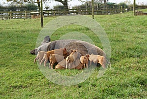 Sow and piglets in a farm or a farmland. pigs.
