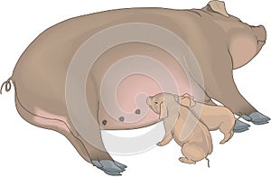 Sow and Piglets Illustration