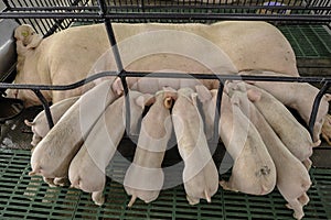 Sow and Piglets in modern domestic housing farm