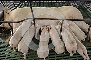 Sow and Piglets in modern domestic housing farm