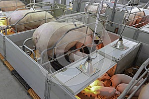 Sow and Piglets in modern domestic housing farm