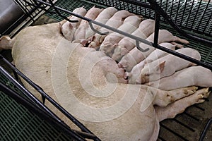 Sow and Piglets in modern domestic housing farm