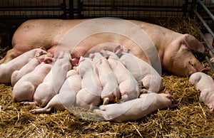 Sow with piglets nursing