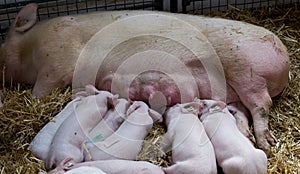 Sow with piglets nursing