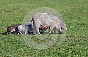 A sow with piglings grazes