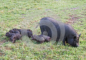 Sow with piglings on to the meadow