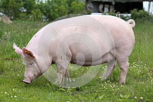 Side view photo of a pink colored young sow on the meadow