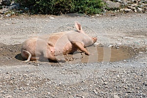 Sow In A Puddle