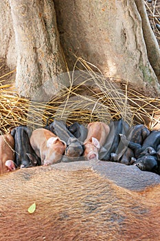 A sow suckling her piglets in the shade of a tree