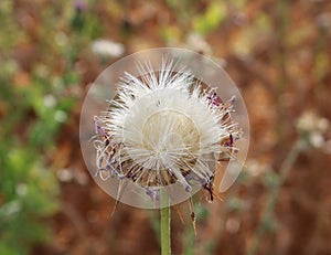 Sow Thistle