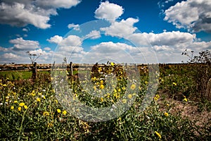 Sow thistle