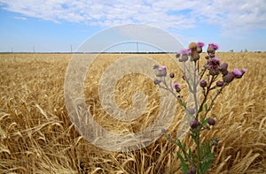 Sow thistle against wheet field.