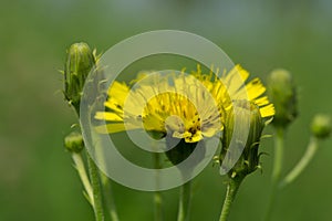 Sow-thistle flower