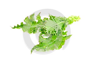 Sow Thistle Plant